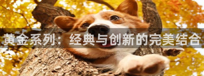 im电竞官网登录注册失败：黄金系列：经典与创新的完美结合
